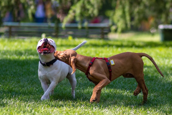 遊びに誘う犬