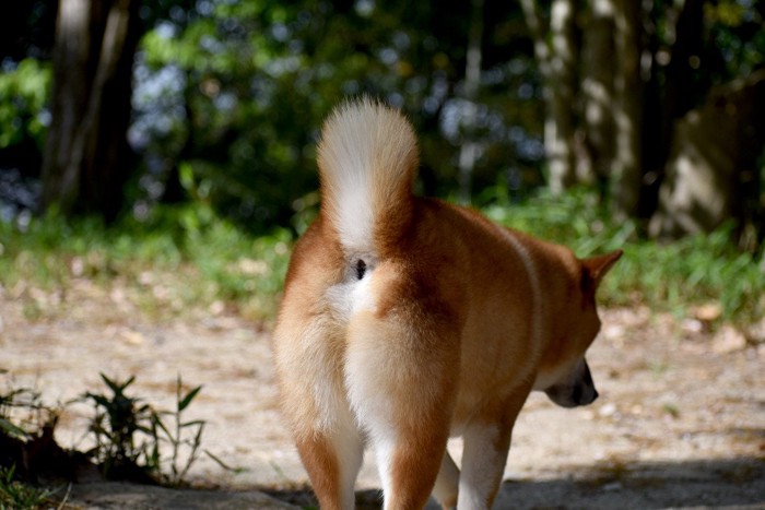 柴犬のお尻、後ろ姿