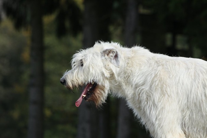 嘔吐しそうな犬の横顔