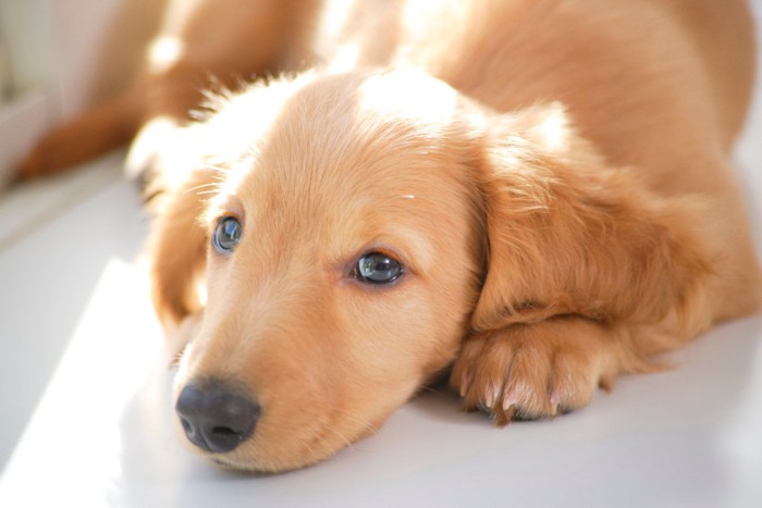 休憩中の子犬