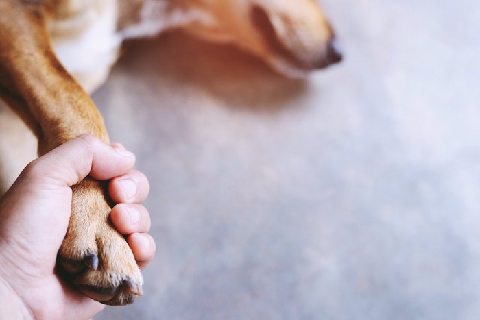 横たわる犬の前足を握る人の手