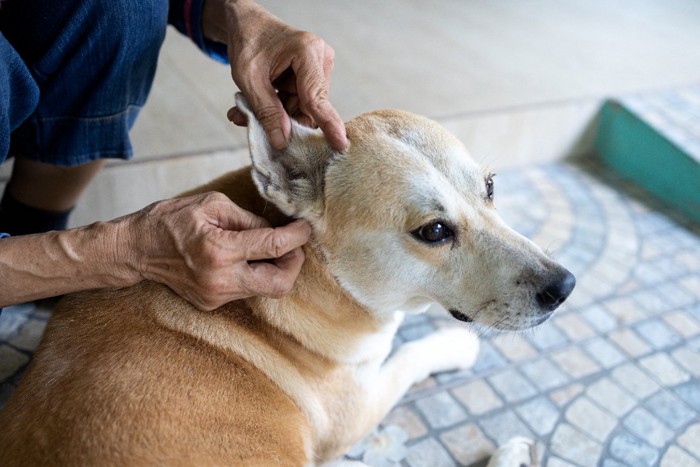 診察される犬