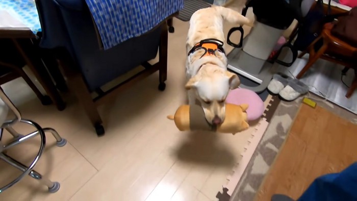 ぬいぐるみを咥えて歩く大型犬