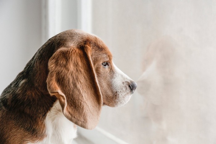 悲しい横顔の犬