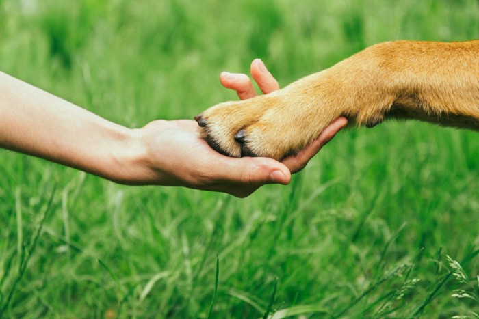 握手する犬と飼い主