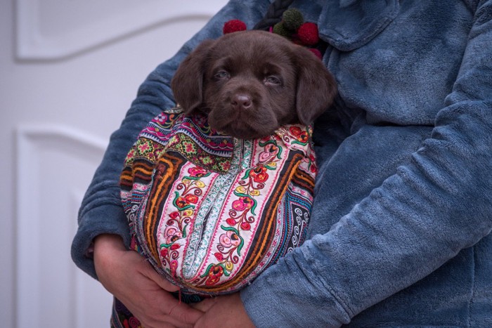 抱っこ紐で抱きかかえられた犬