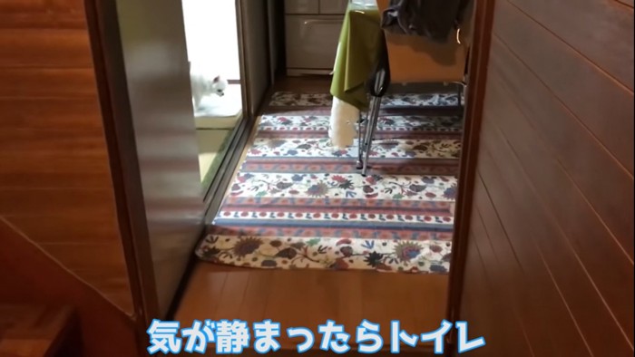 トイレに入る犬