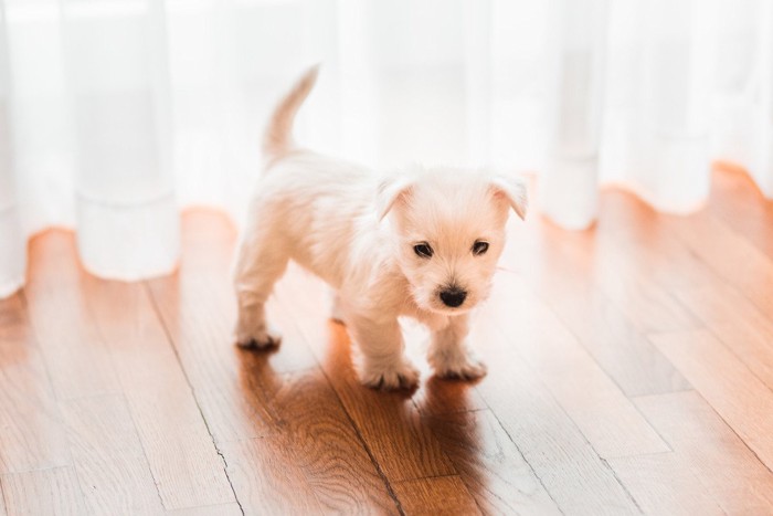 フローリングに立つ子犬