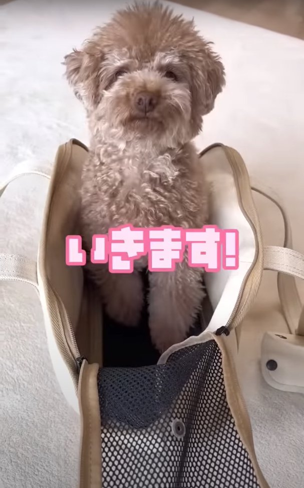 お座りする犬