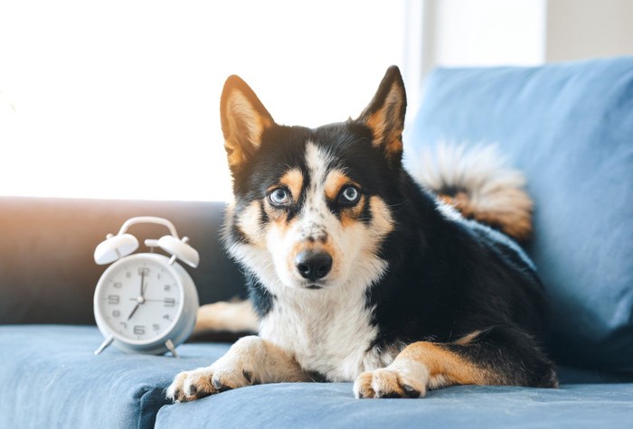 時計と犬