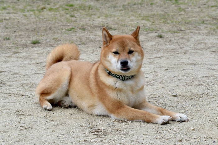 地面の上でふせをする柴犬