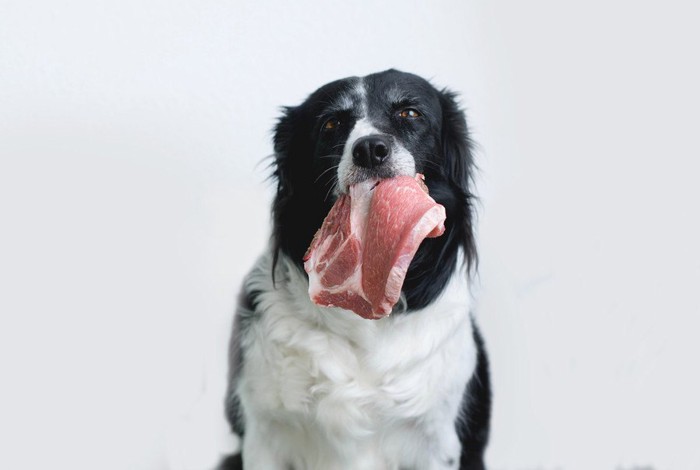 肉を銜えた犬