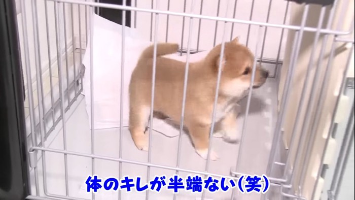 ケージ内の子犬