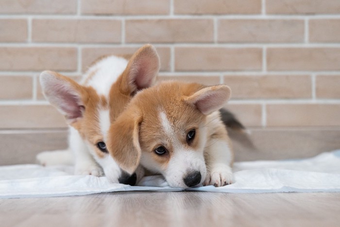 トイレの上に乗る子犬たち