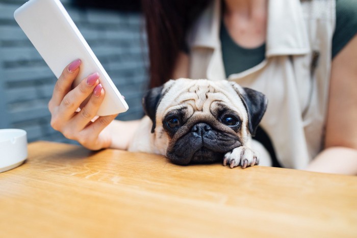 カフェに連れてこられた犬