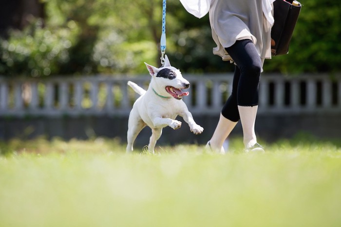 お散歩中の犬