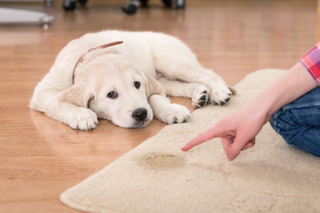 カーペットにおしっこをする犬