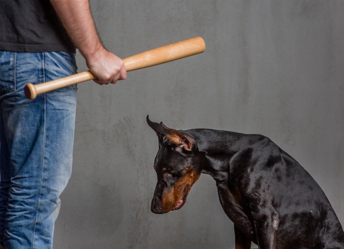 バットを持っている人と犬