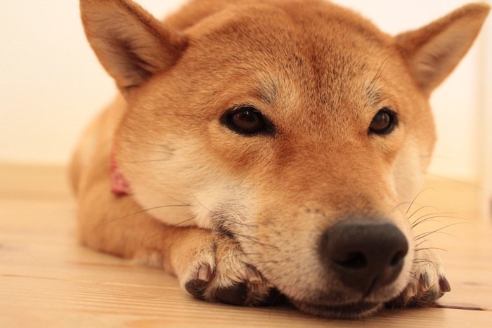 こちらを見つめながら伏せている柴犬