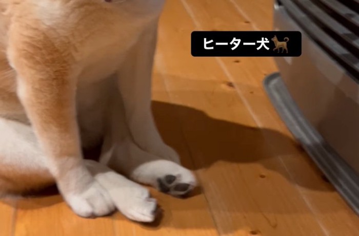 ヒーター前に座る柴犬