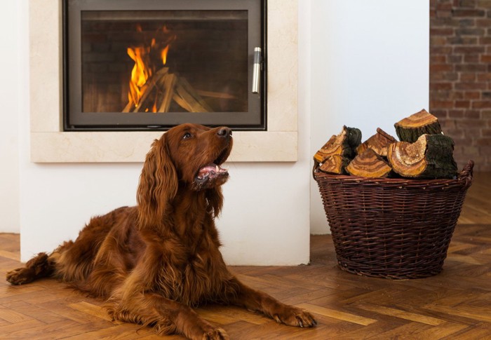 暖炉の前の犬