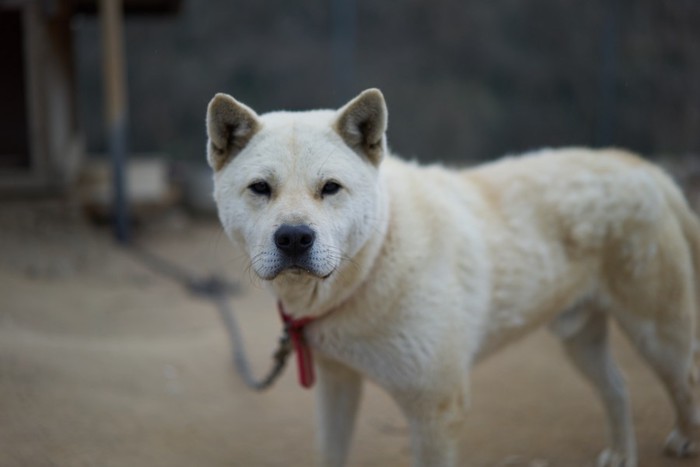 韓国の珍島犬