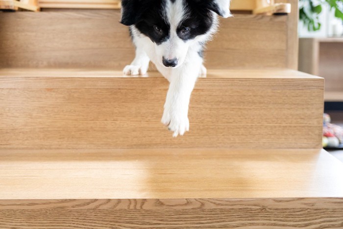 階段を下りようと手を伸ばす犬
