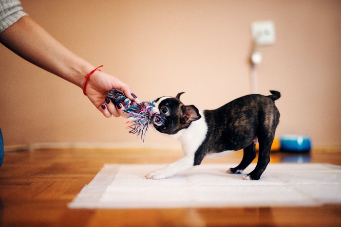 おもちゃを引っ張る犬