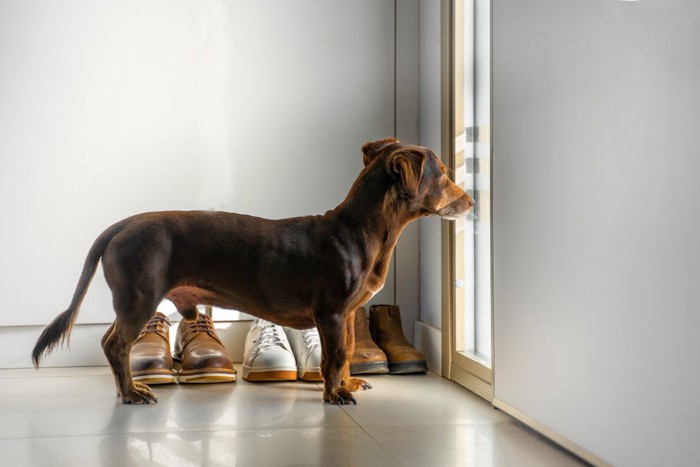 飼い主の帰宅を待つ犬