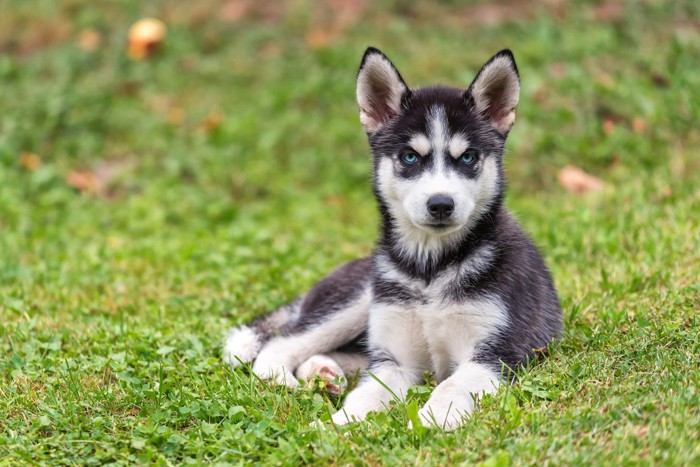 芝生に座るハスキーの子犬