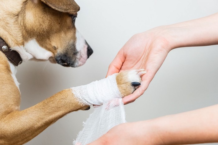 足に包帯を巻かれている犬