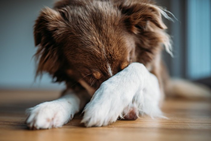 手で顔を覆う犬