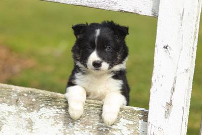 柵から顔をのぞかせるボーダーコリーの幼犬