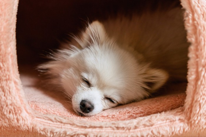 ベッドに入って寝ている白い犬