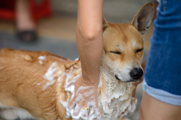 シャンプーされている犬