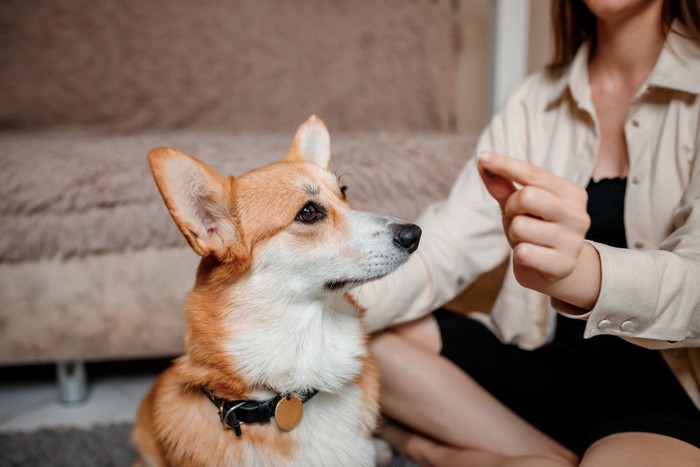 しつけをする飼い主と犬のイメージ画像