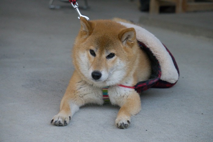 犬とハーネス