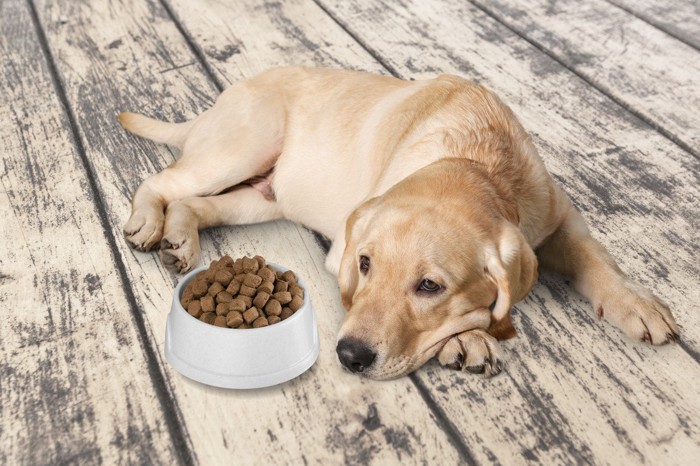 食器からご飯を食べる犬