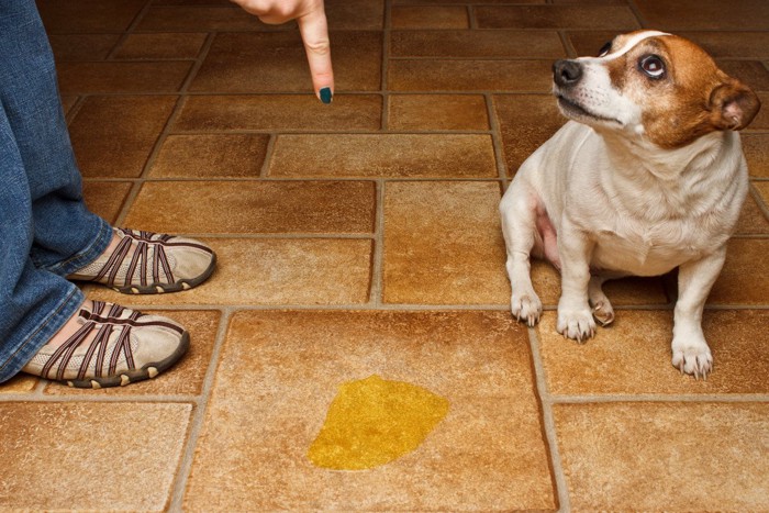 粗相をして叱られる老犬