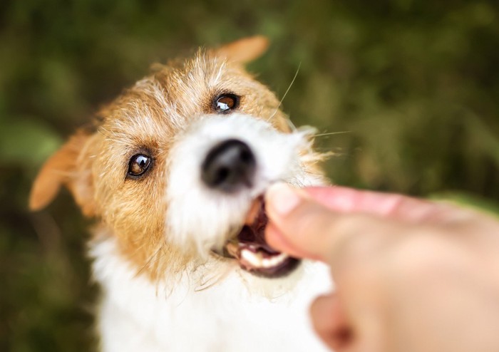 おやつをもらう犬の顔のアップ