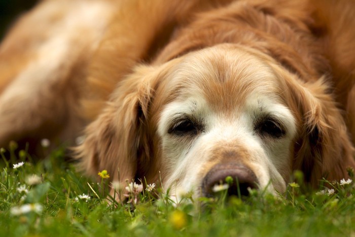 草むらに横になる老犬