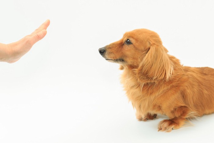 手で合図されている犬