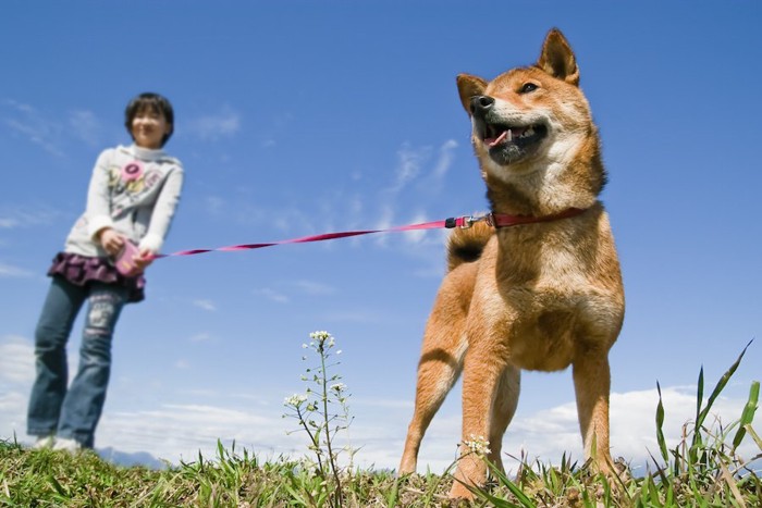 飼い主と散歩を楽しむ犬