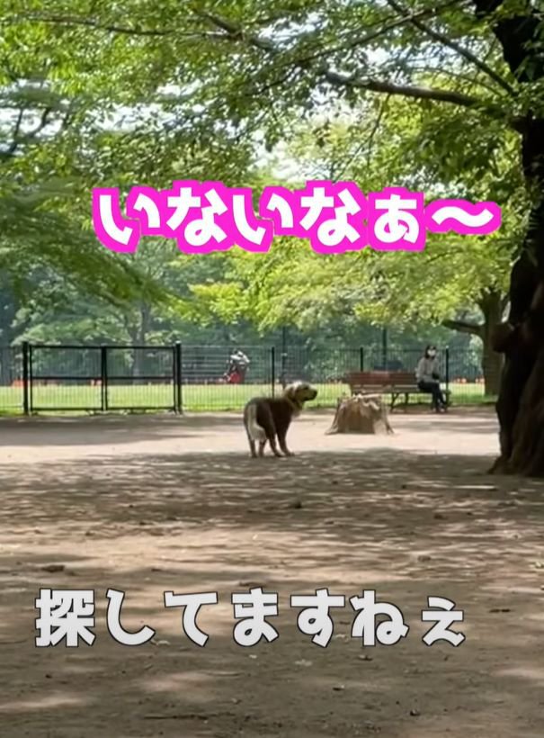 いないな～という犬