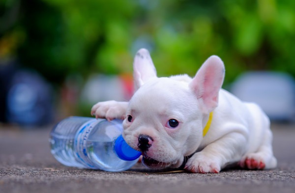 ペットボトルをおもちゃにする子犬