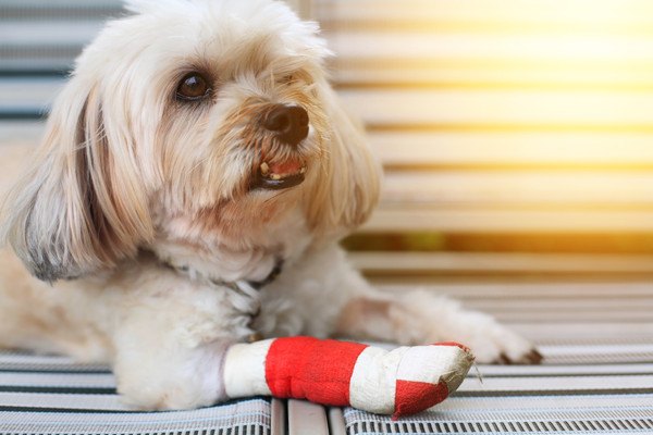 赤いサポーターを足に巻く犬