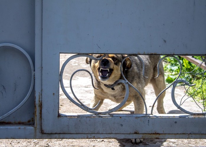 玄関で吠える犬