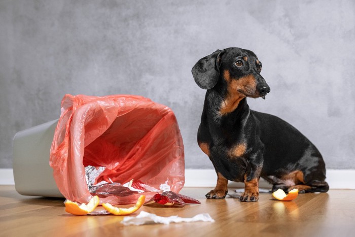 倒れているごみ箱と犬