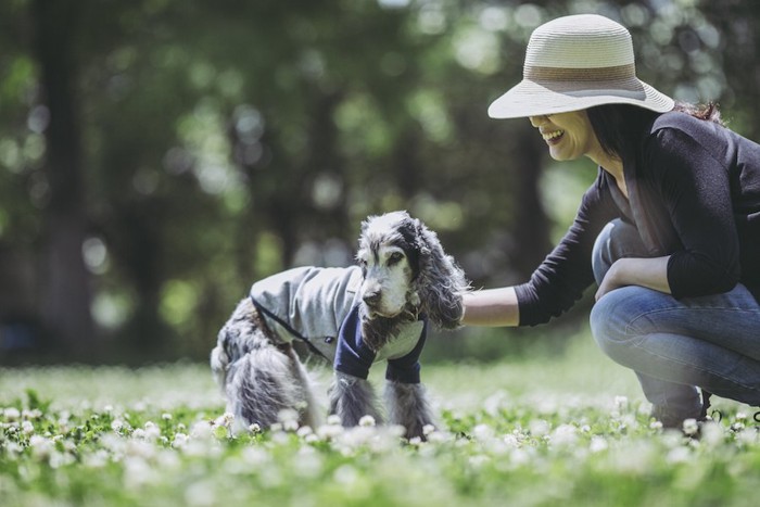 飼い主と散歩をする老犬