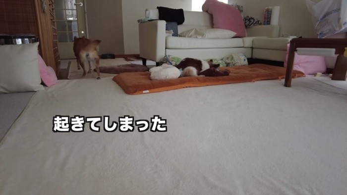 「飼い主さんいつ戻るんだろう…」